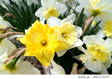 水仙の花 88157070