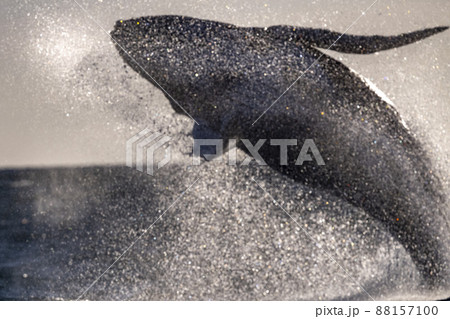 humpback whale breaching in cabo san lucas mexico artistic image humpback whale breaching in cabo san lucas mexico artistic image 88157100