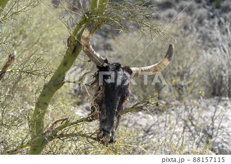 dead cow skull hanging on cactus dead cow skull hanging on cactus 88157115