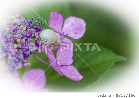 ガクアジサイとカタツムリ 88157166