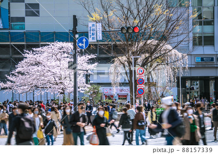 日本の東京都市景観 解除されたまん延防止だが、いまだ6波が続くコロナ禍…渋谷で桜が満開…=3月28日 日本の東京都市景観 解除されたまん延防止だが、いまだ6波が続くコロナ禍…渋谷で桜が満開…=3月28日 88157339