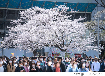 日本の東京都市景観 解除されたまん延防止だが、いまだ6波が続くコロナ禍…渋谷で桜が満開…＝3月28日 88157343