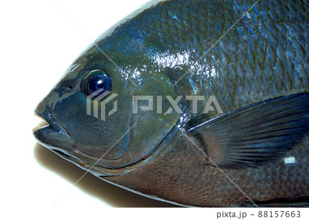 メジナの顔 88157663