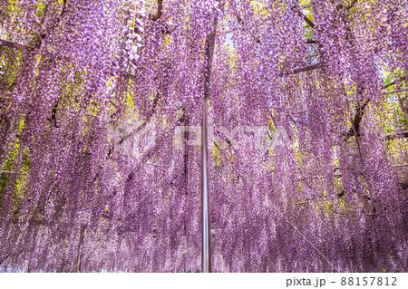 「埼玉県」さいたま市・青葉園のフジ 88157812