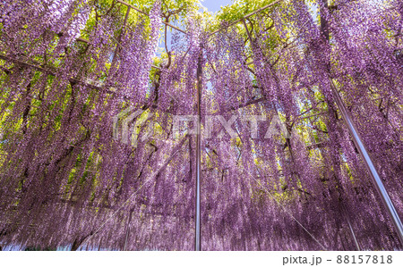 「埼玉県」さいたま市・青葉園のフジ 88157818