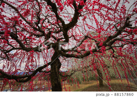 月ヶ瀬　梅林 88157860