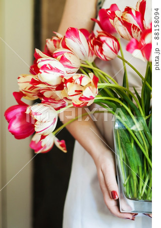 woman holds a vase with a large bouquet of fresh pink tulips 88158094