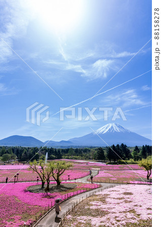 「山梨県」富士山と芝桜の美しい風景 88158278