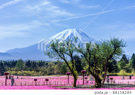 「山梨県」富士山と芝桜の美しい風景 「山梨県」富士山と芝桜の美しい風景 88158284