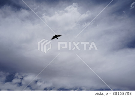 アリゾナ州グランドキャニオン　マリコパポイント　鳥と空 88158708