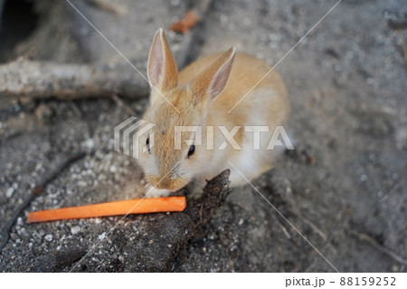 【広島県】うさぎの楽園大久野島 【広島県】うさぎの楽園大久野島 88159252
