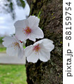 木の途中に生えた桜の花びら3輪 88159754