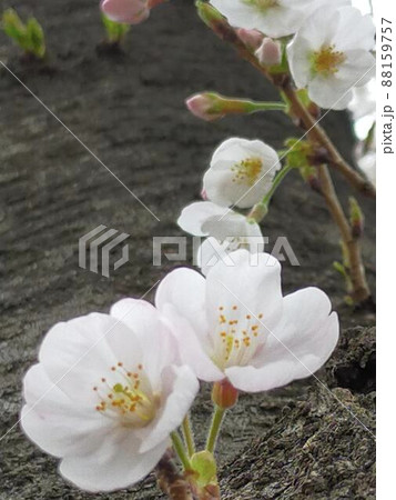木の下から撮った桜の花とつぼみ 木の下から撮った桜の花とつぼみ 88159757