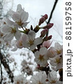 わずかな陽の光をバックにした八分咲きの桜の花とつぼみ 88159758