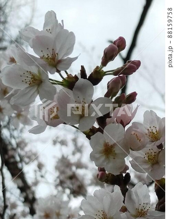 わずかな陽の光をバックにした八分咲きの桜の花とつぼみ わずかな陽の光をバックにした八分咲きの桜の花とつぼみ 88159758