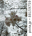空を見上げるアングルで撮った可憐な桜の花 88159759