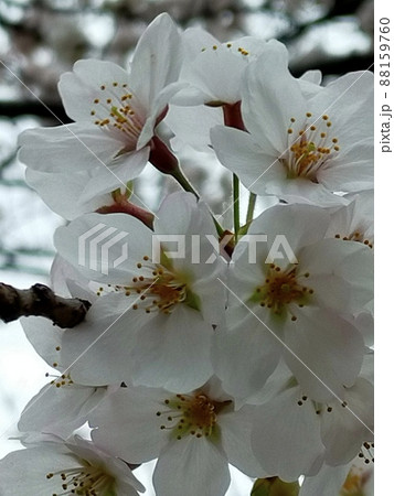 今にも昆虫が寄ってきそうな満開の桜の花 88159760