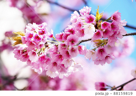 満開の大寒桜・名古屋 満開の大寒桜・名古屋 88159819