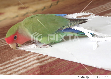 コザクラインコ コザクラインコ 88159933