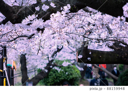 靖国通りの桜 靖国通りの桜 88159948