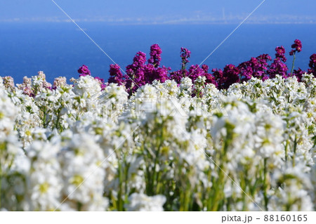 淡路島花桟敷の風景 淡路島花桟敷の風景 88160165