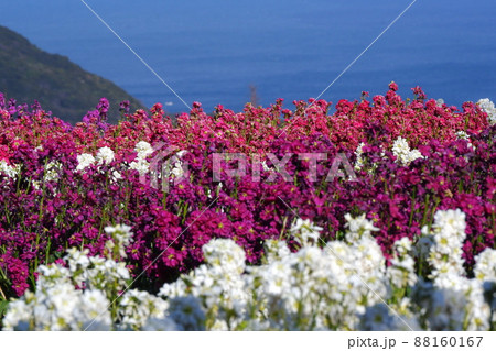 淡路島花桟敷の風景 淡路島花桟敷の風景 88160167