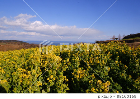 淡路島花桟敷の風景 淡路島花桟敷の風景 88160169