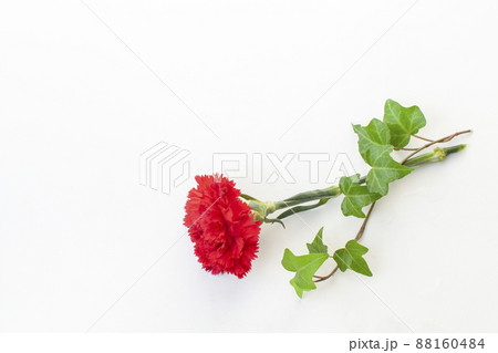 赤いカーネーションとアイビー 赤いカーネーションとアイビー 88160484
