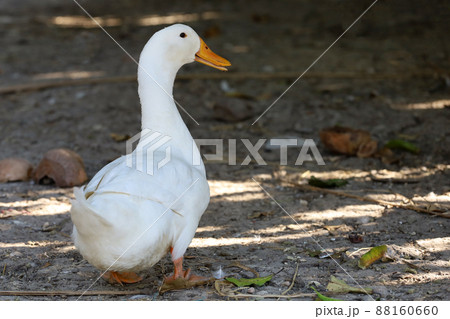 The white duck in summer at farm thailand 88160660
