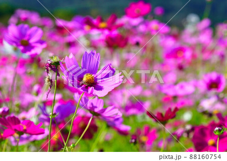 上堰潟公園のコスモス(新潟県) 上堰潟公園のコスモス(新潟県) 88160754