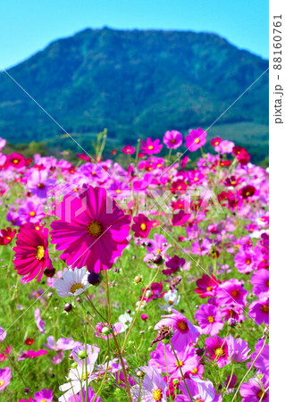 上堰潟公園のコスモス（新潟県） 88160761