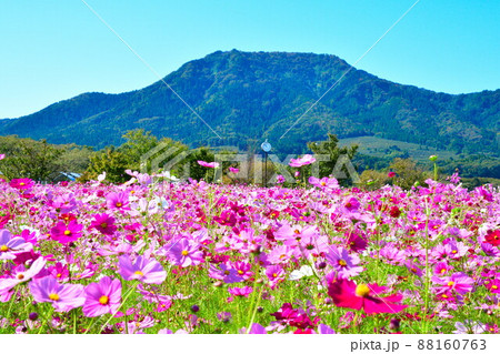 上堰潟公園のコスモス（新潟県） 88160763