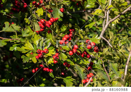 Branch of ripe hawthorn at sunny autumn day, close up Branch of ripe hawthorn at sunny autumn day, close up 88160988