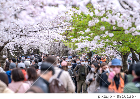 日本の東京都市景観 コロナ禍の中、桜が満開となり多くの花見客で賑わう千鳥ヶ淵、高齢者も…＝3月28日 88161267