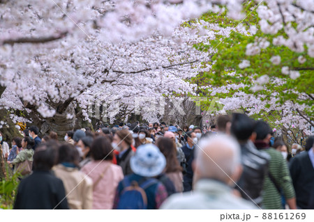 日本の東京都市景観 コロナ禍の中、桜が満開となり多くの花見客で賑わう千鳥ヶ淵、高齢者も…=3月28日 日本の東京都市景観 コロナ禍の中、桜が満開となり多くの花見客で賑わう千鳥ヶ淵、高齢者も…=3月28日 88161269