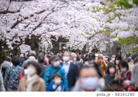 日本の東京都市景観 コロナ禍の中、桜が満開となり多くの花見客で賑わう千鳥ヶ淵、高齢者も…＝3月28日 88161280
