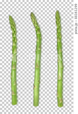 蘆筍蘆筍插圖真實套裝 88161299