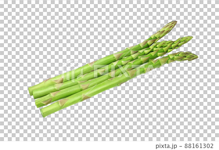 蘆筍蘆筍插圖真實套裝 88161302