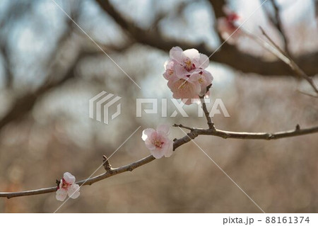 可憐なピンクの梅の花 可憐なピンクの梅の花 88161374