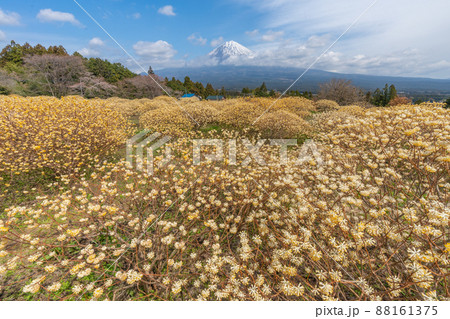 富士山 ミツマタの花 【静岡県】 富士山 ミツマタの花 【静岡県】 88161375