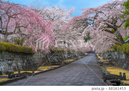 満開の枝垂れ桜　富士宮 88161453