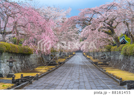 満開の枝垂れ桜　富士宮 88161455