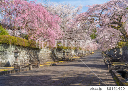 満開の枝垂れ桜 富士宮 満開の枝垂れ桜 富士宮 88161490