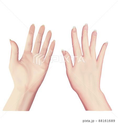 リアル調 女性の手の甲と手のひらのセットのイラスト素材 1616
