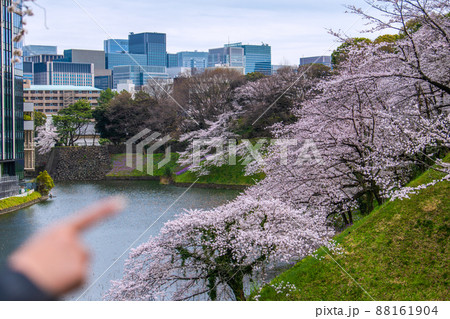 日本の東京都市景観 コロナ禍の中、桜が満開。花見客が満開の桜を指さした…=3月28日 日本の東京都市景観 コロナ禍の中、桜が満開。花見客が満開の桜を指さした…=3月28日 88161904
