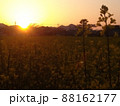夕陽と菜の花 藤原宮跡 88162177