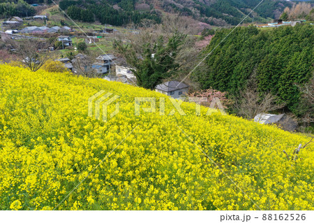 愛媛県伊予市　犬寄峠の黄色い丘 88162526