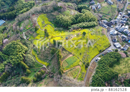 愛媛県伊予市 犬寄峠の黄色い丘 愛媛県伊予市 犬寄峠の黄色い丘 88162528