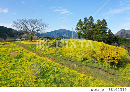 愛媛県伊予市　犬寄峠の黄色い丘 88162536