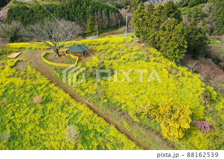 愛媛県伊予市 犬寄峠の黄色い丘 愛媛県伊予市 犬寄峠の黄色い丘 88162539